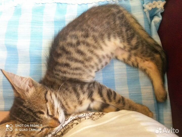 Котик в добрые руки
