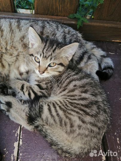 Отдам кошечку в добрые руки