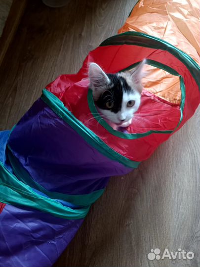 Котеночек в добрые руки