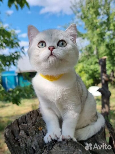 Шикарная шиншилка