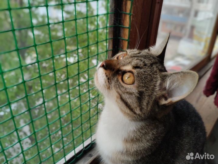 А вы любите ласковых котеек