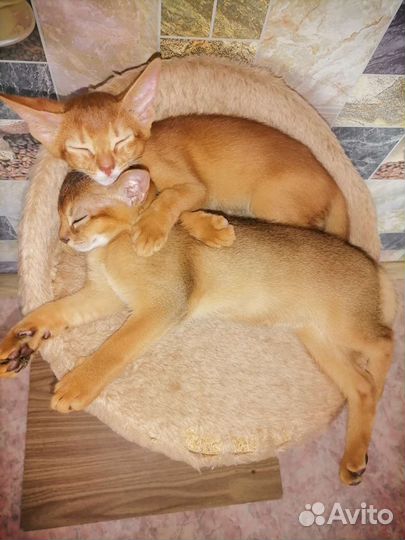 Абиссинкие малыши