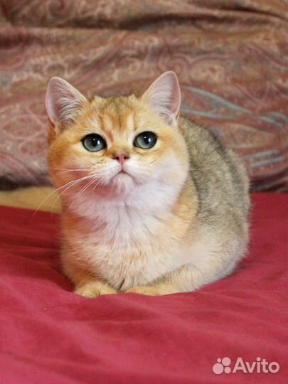 Британская золотая шиншилла