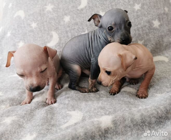 Щенки Американского Голого Терьера агт