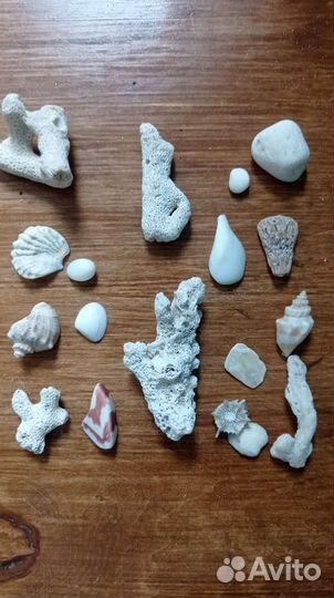 Морские ракушки и кораллы для аквариума