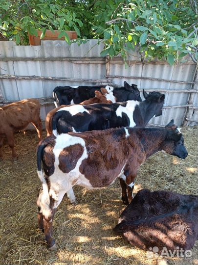 Бычки и телята