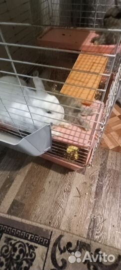 Декоративные кролики