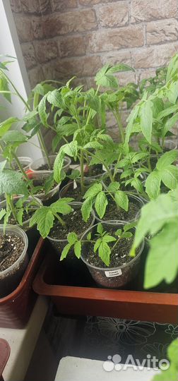 Рассада томатов перцев баклажан