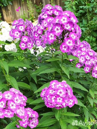 Флокс метельчатый Вайт Ай