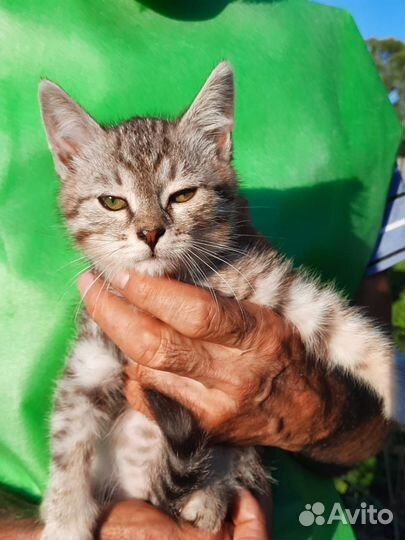 Котенок Тигруша ищет семью