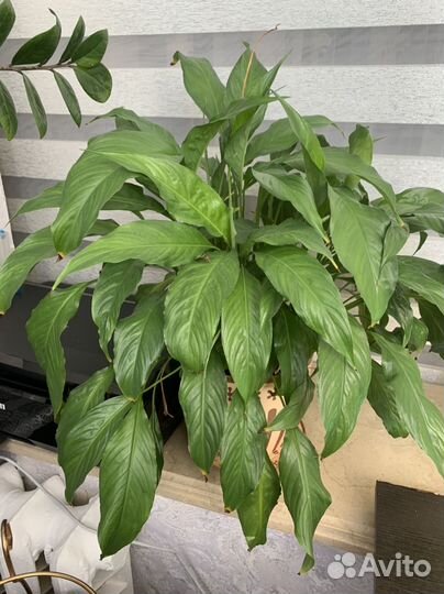 Спатифиллум