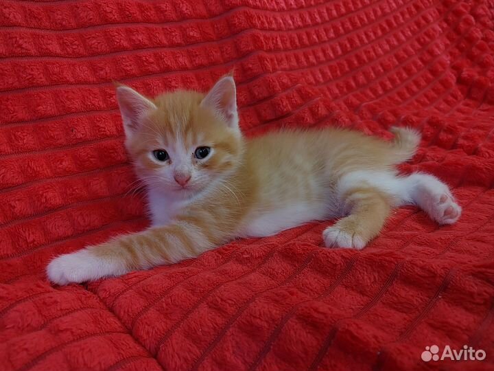 Котята