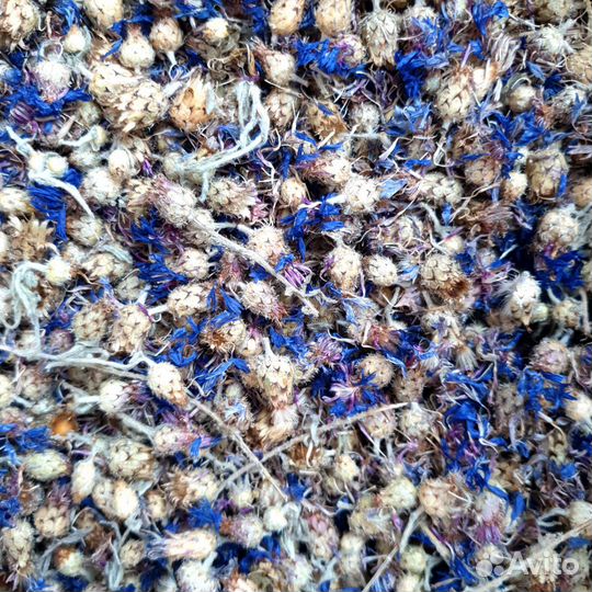 Цветы василька сушеные