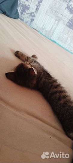 Кошка в дар