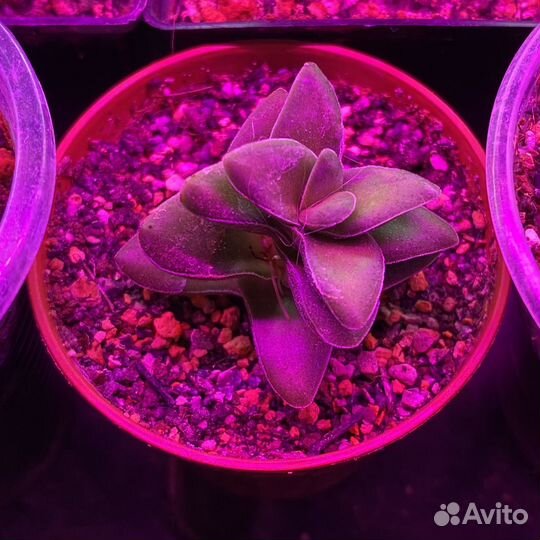 Суккуленты + алоэ