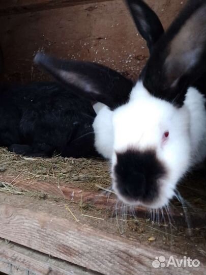 Мясо кролика, кролики