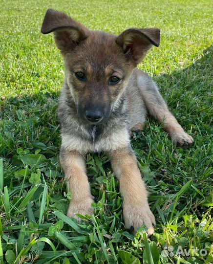 Очаровательные щенки