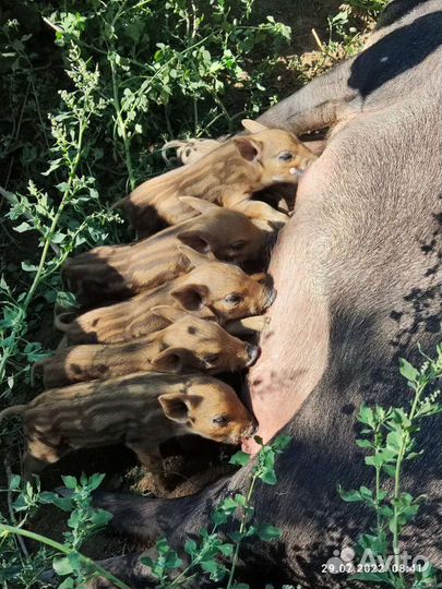 Поросята породы Мангал