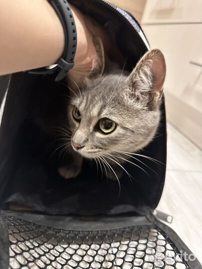 Отдам кота в добрые руки