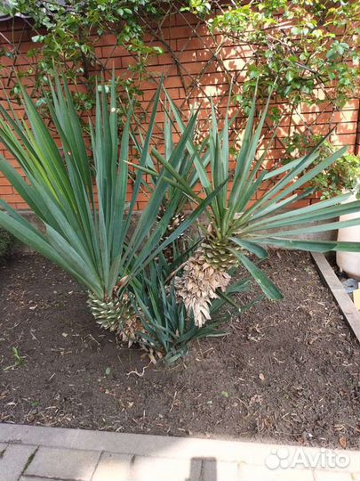 Юкка сабельная