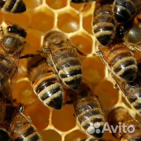 Метод Лонина, интенсивное пчеловождение | Пчеловодство выходного дня