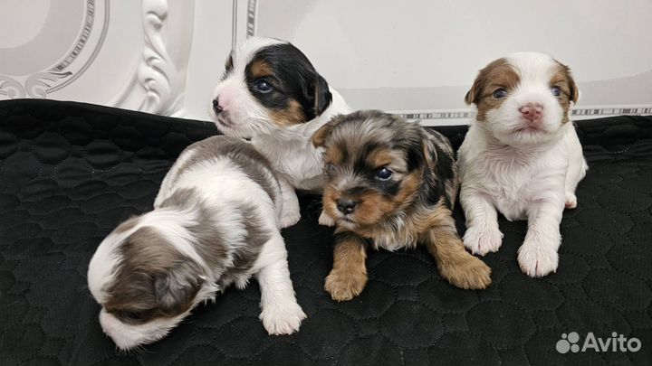 Голубоглазые йорки