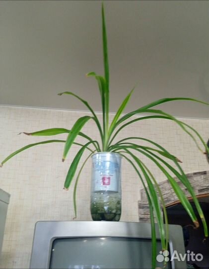 Хлорофитум