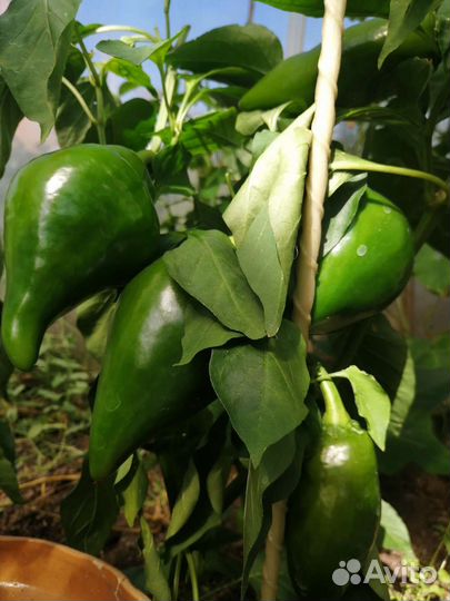 Семена Перец Леся и др сорта