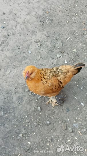 Карликовый кохинхин