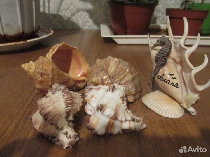 Ракушки