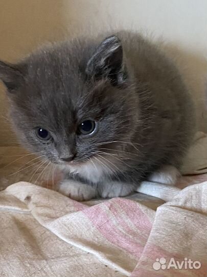 Котята от сибирской голубой