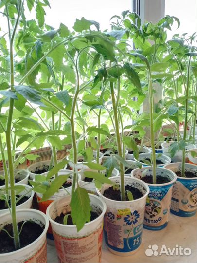 Рассада помидор