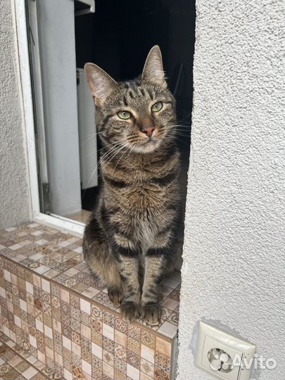 Кот Василий ищет частный дом