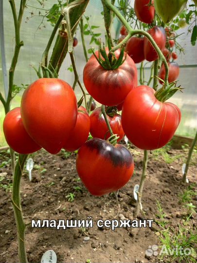 Семена экзотических коллекционных томатов
