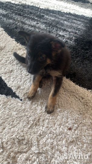 Собака щенок мальчик