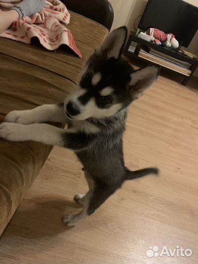 Собаки хаски щенки