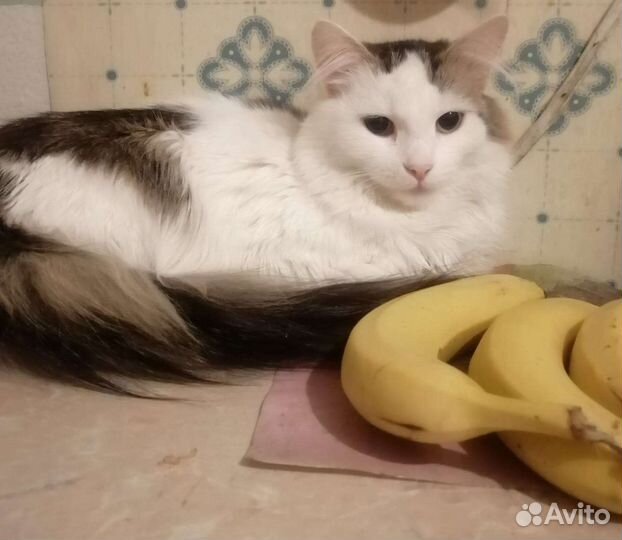 Кошечка Василиса бесплатно в добрые руки