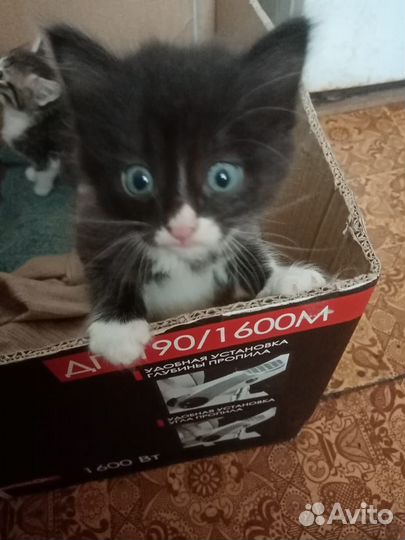 Котята в добрые руки бесплатно, мальчик и девочка