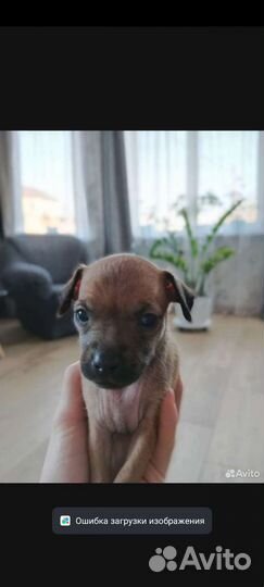 Той-терьер щенки