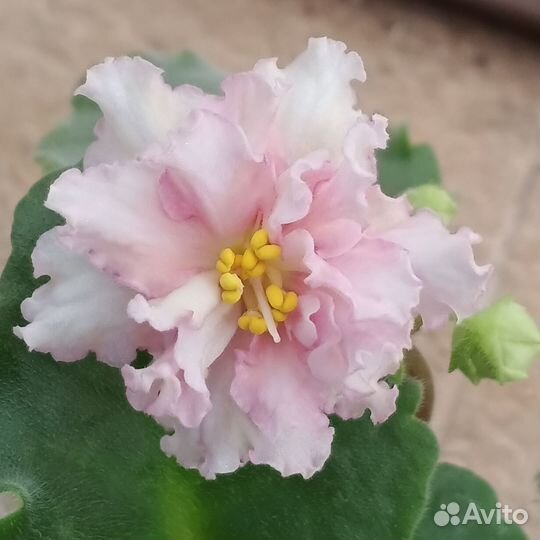 Фиалки-стартеры