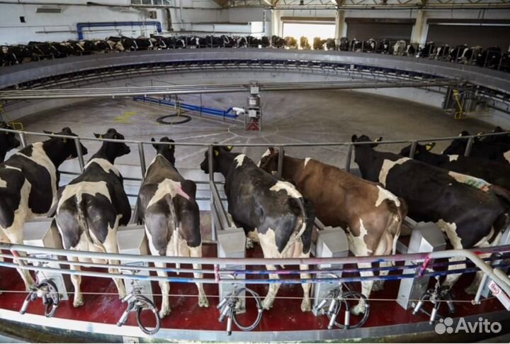 Оператор машинного доения