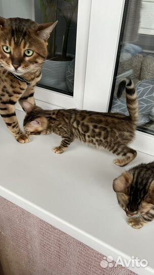 Бенгальские котята