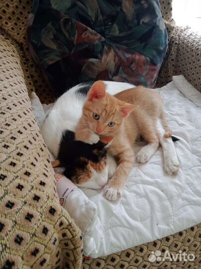 Котенок Персик-Гоша