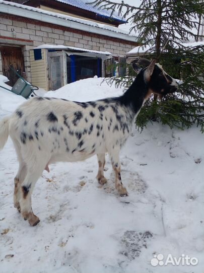 Коза дойная