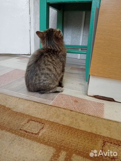 Котенок мальчик