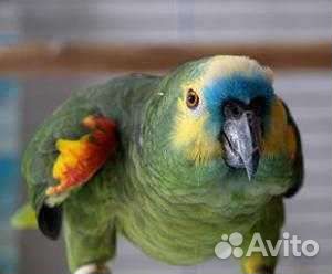 Попугай большой