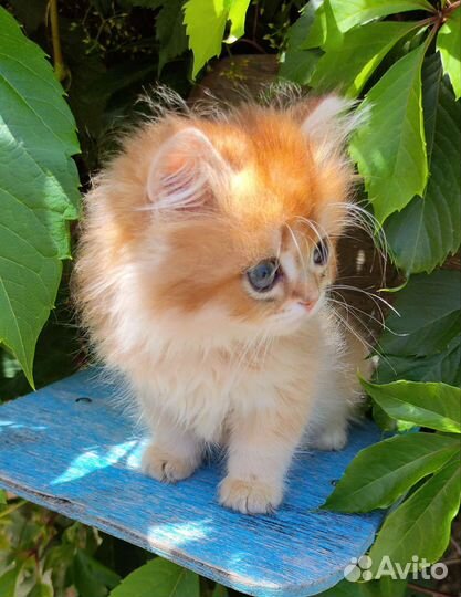 Котята золотая шиншилла