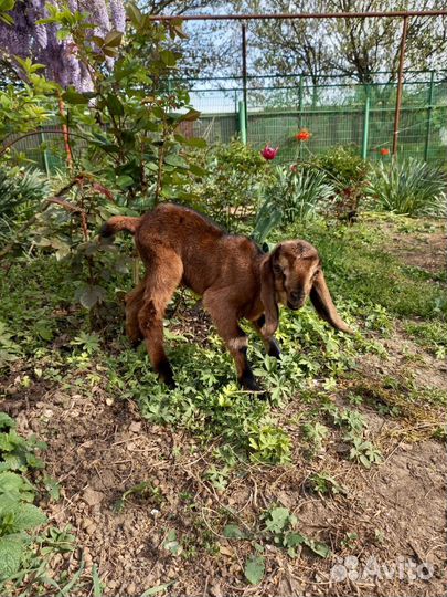 Англо нубийские козлята