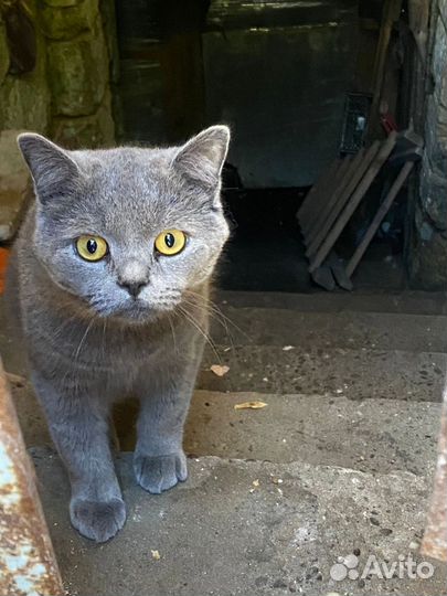 Котик британец брошен и предан