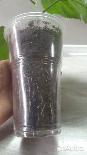 Сортовой гибискус Гейша